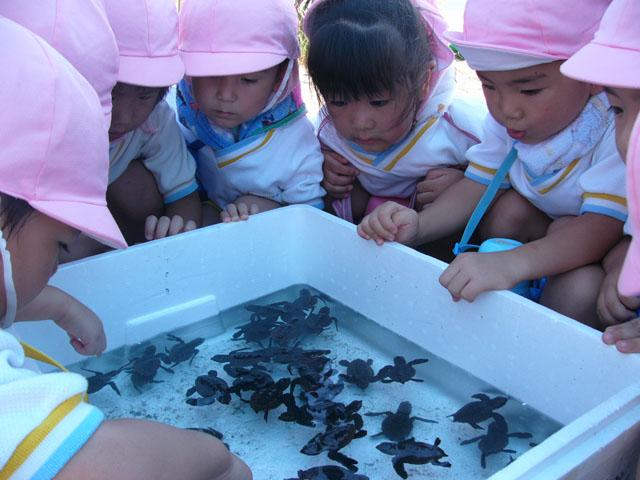 2010.09.04 有明の浜でウミガメ誕生 大きくなって戻ってきて