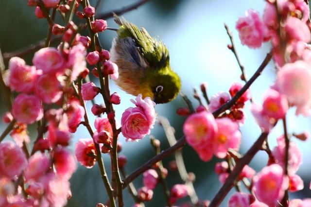 2011.02.17 梅がほころぶ島原城の古野梅苑
