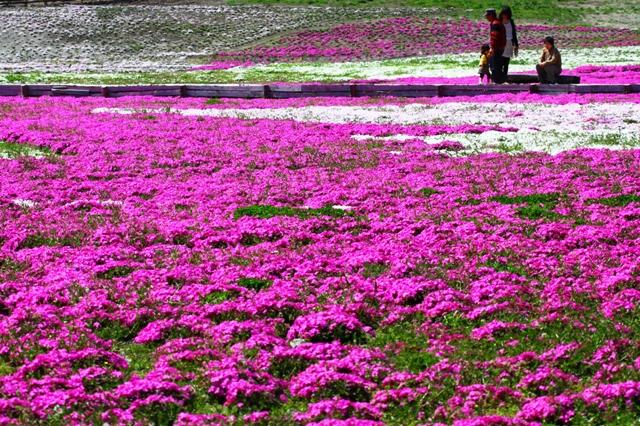 2011.04.13 被災地を彩る芝桜