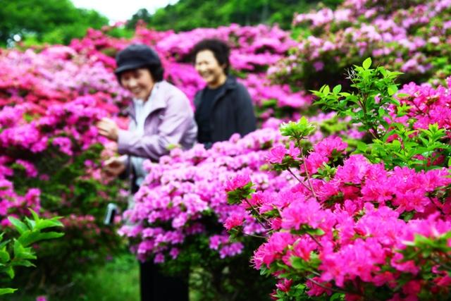 2011.05.26 ほぼ満開を迎えた仁田峠の雲仙ツツジ